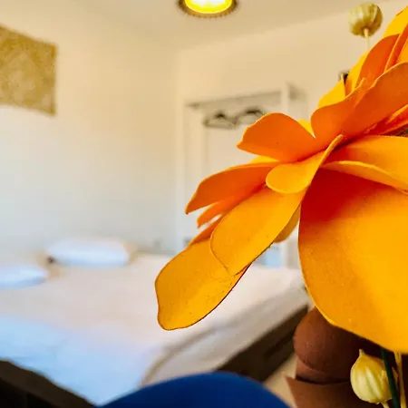 Joy Tampa 6 * Brasov